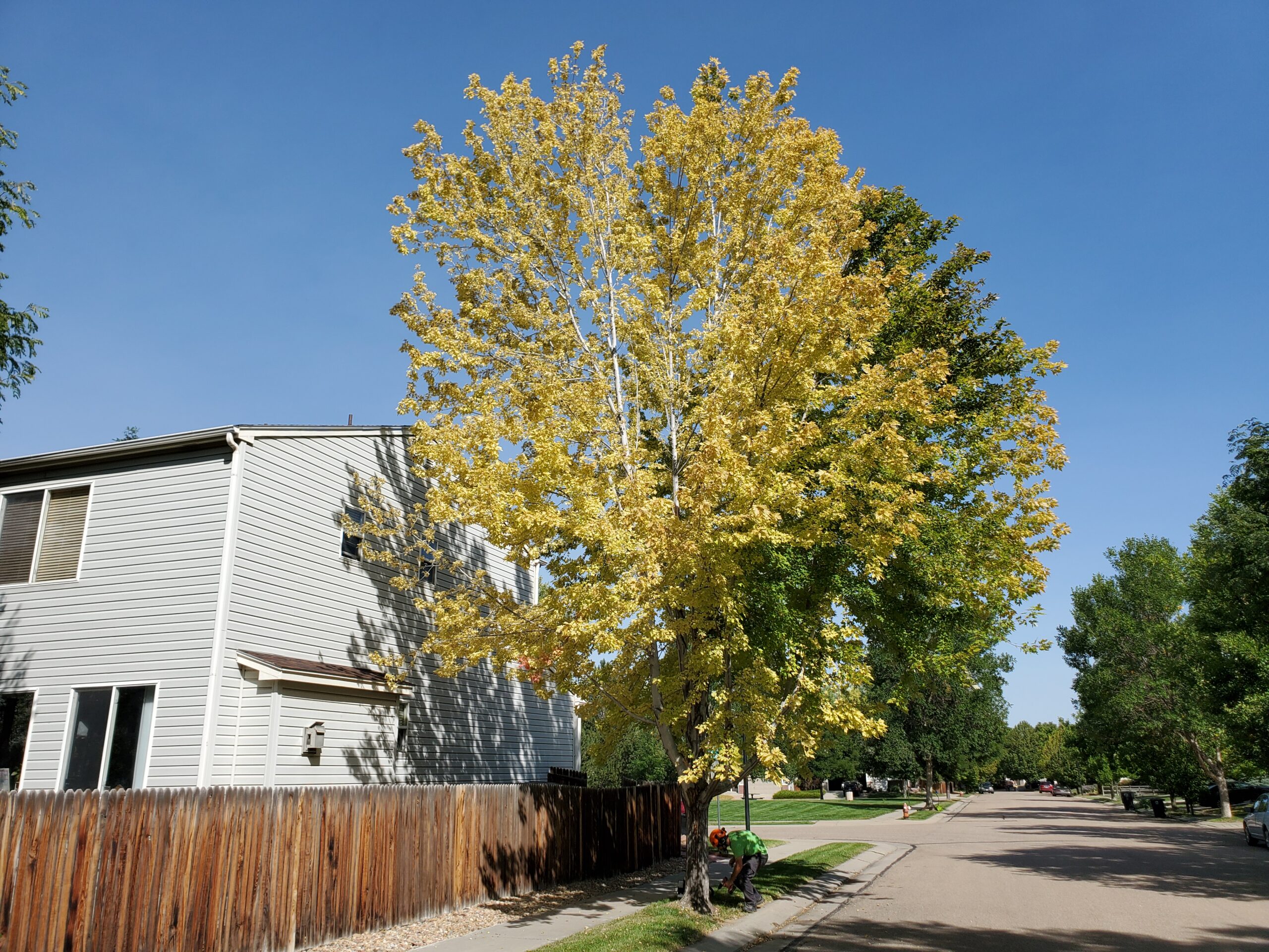 Treating Chlorosis in Trees