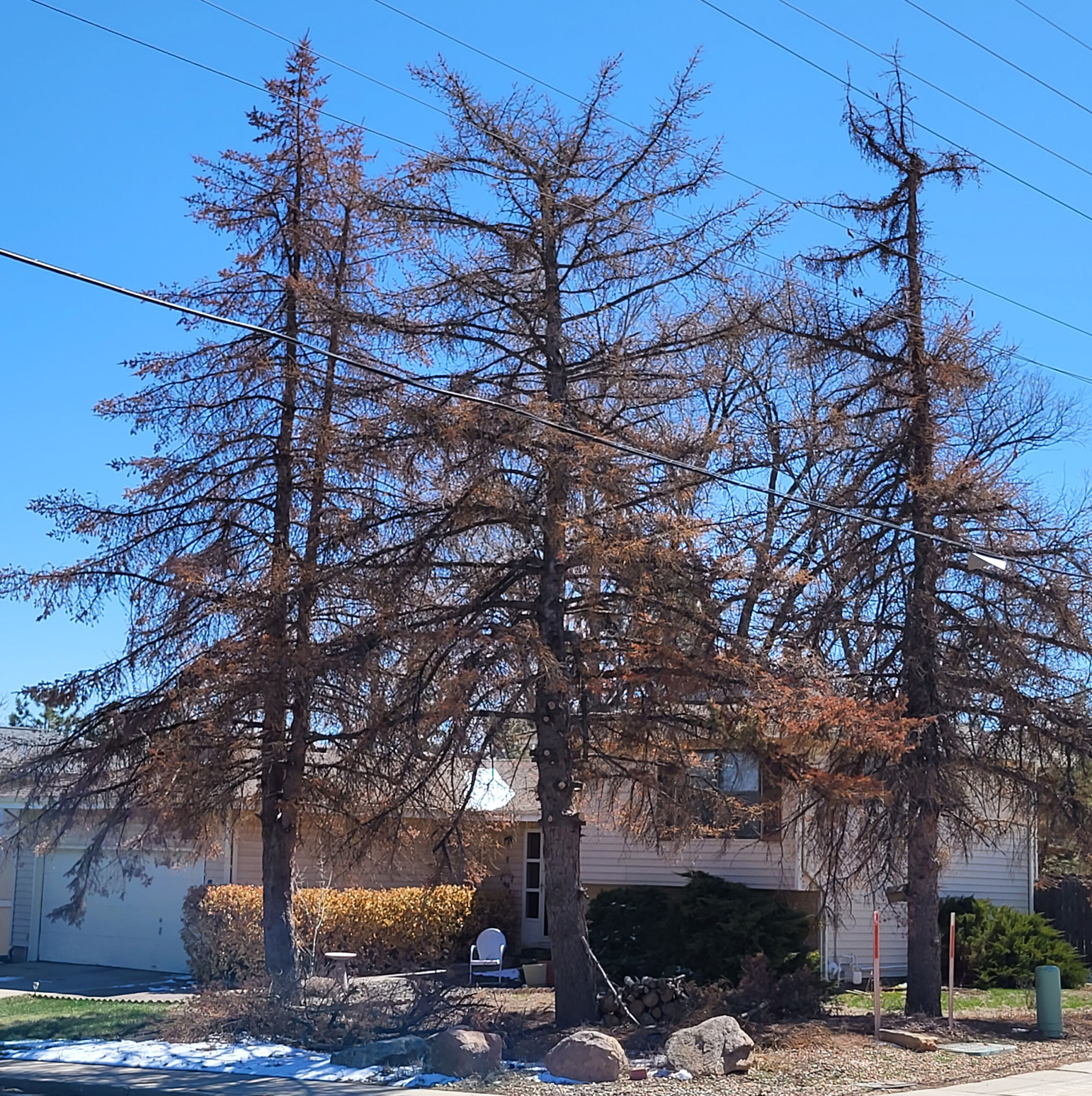 Treating Trees for Mountain Pine Beetle