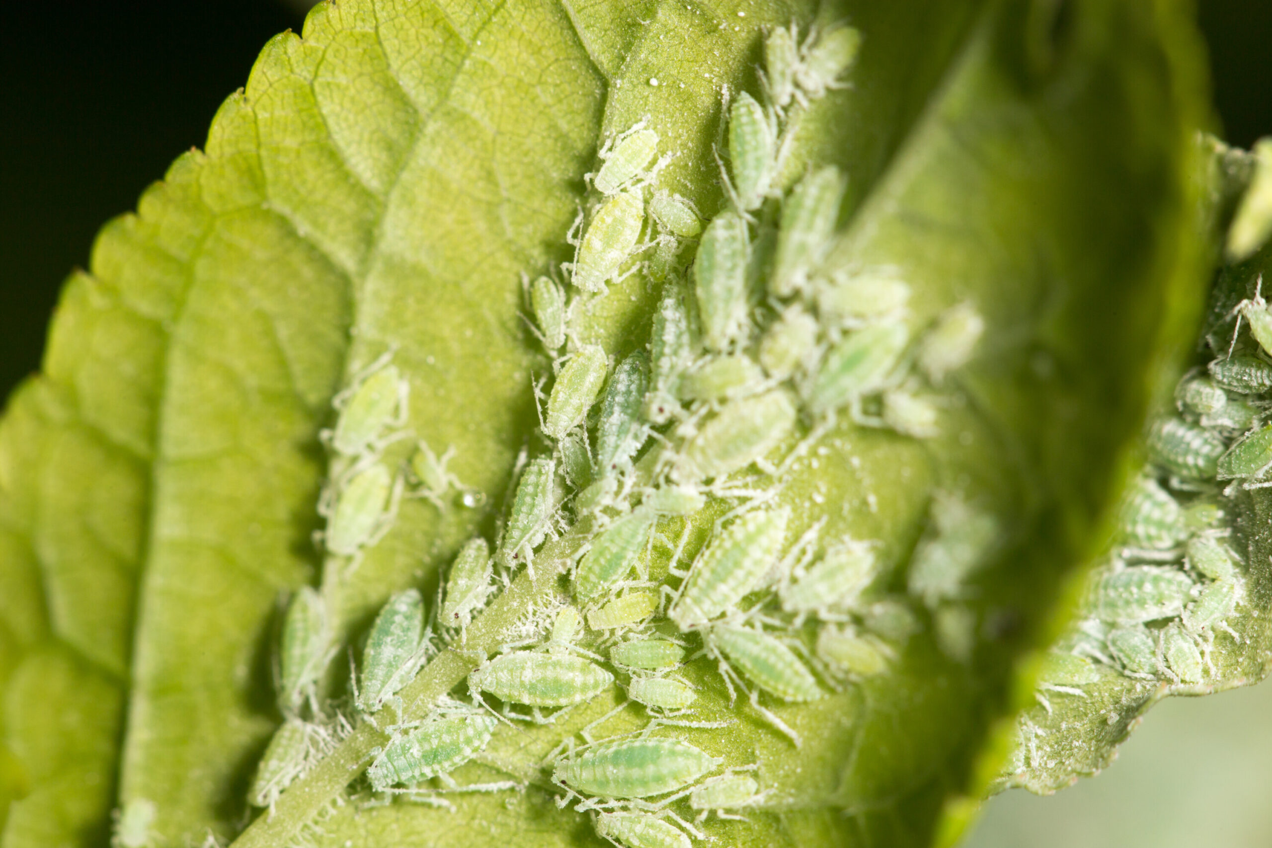 Treating Trees for Aphids