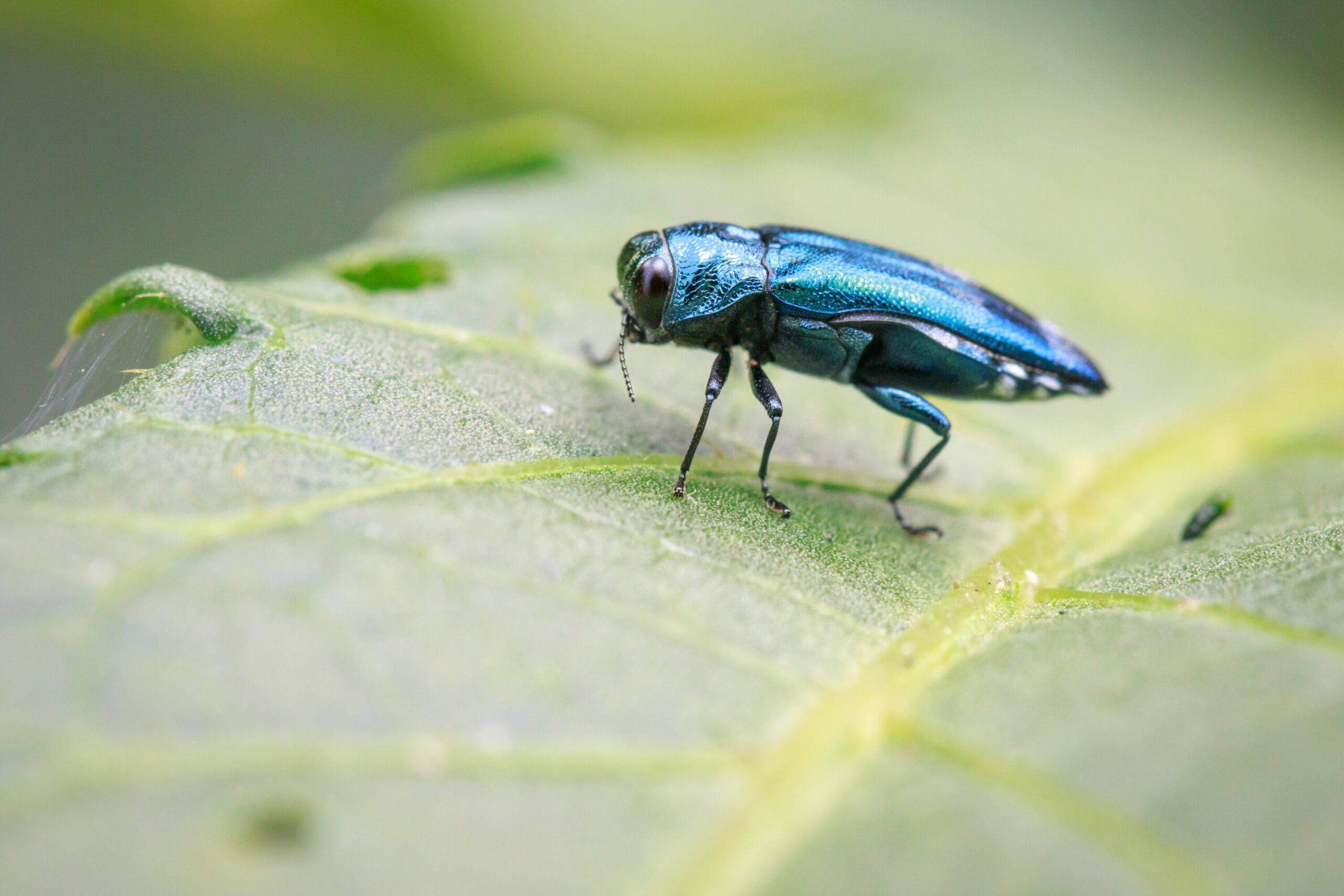 Treating Trees for Emerald Ash Borer