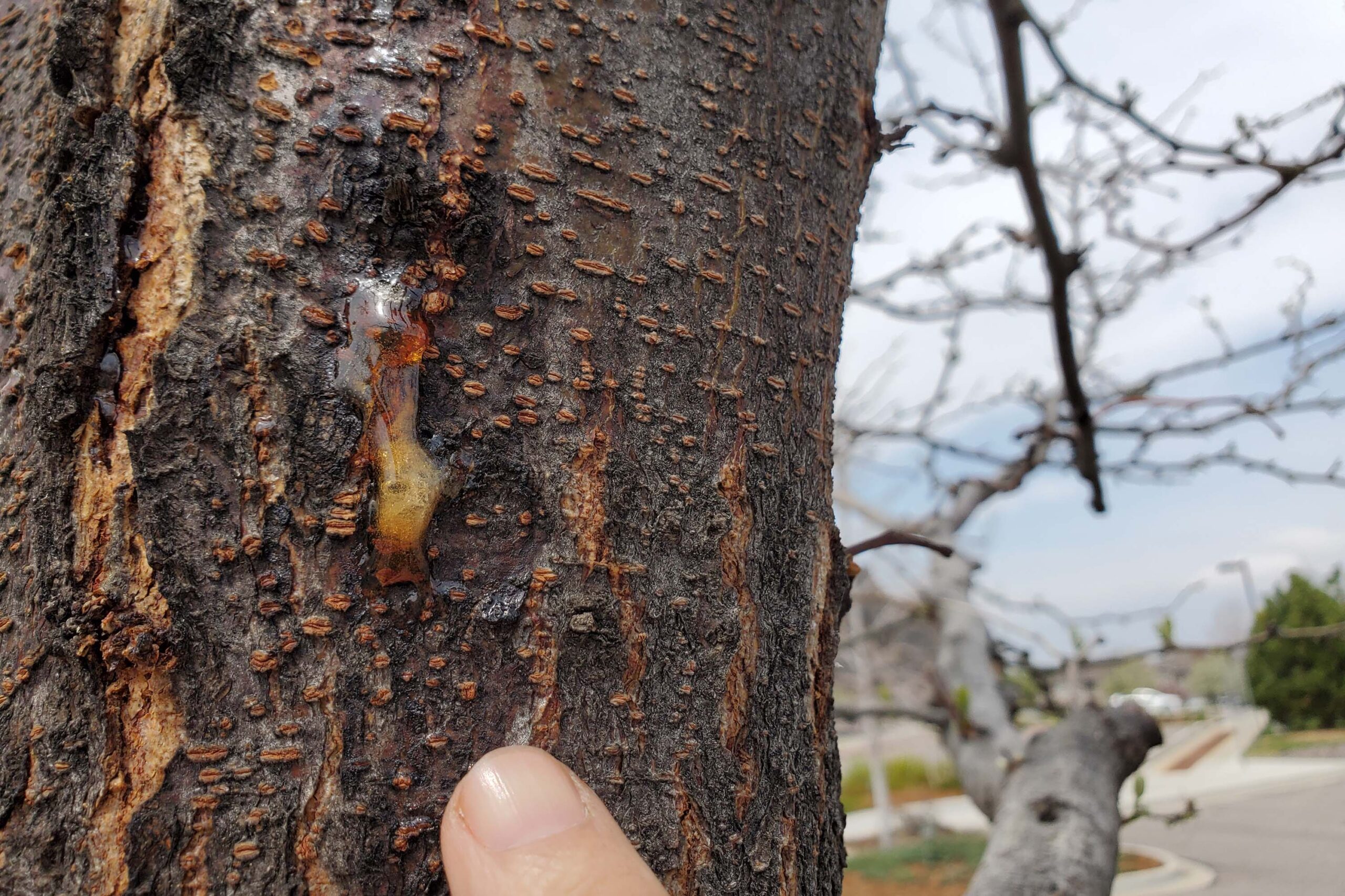 Treating Canker in Trees