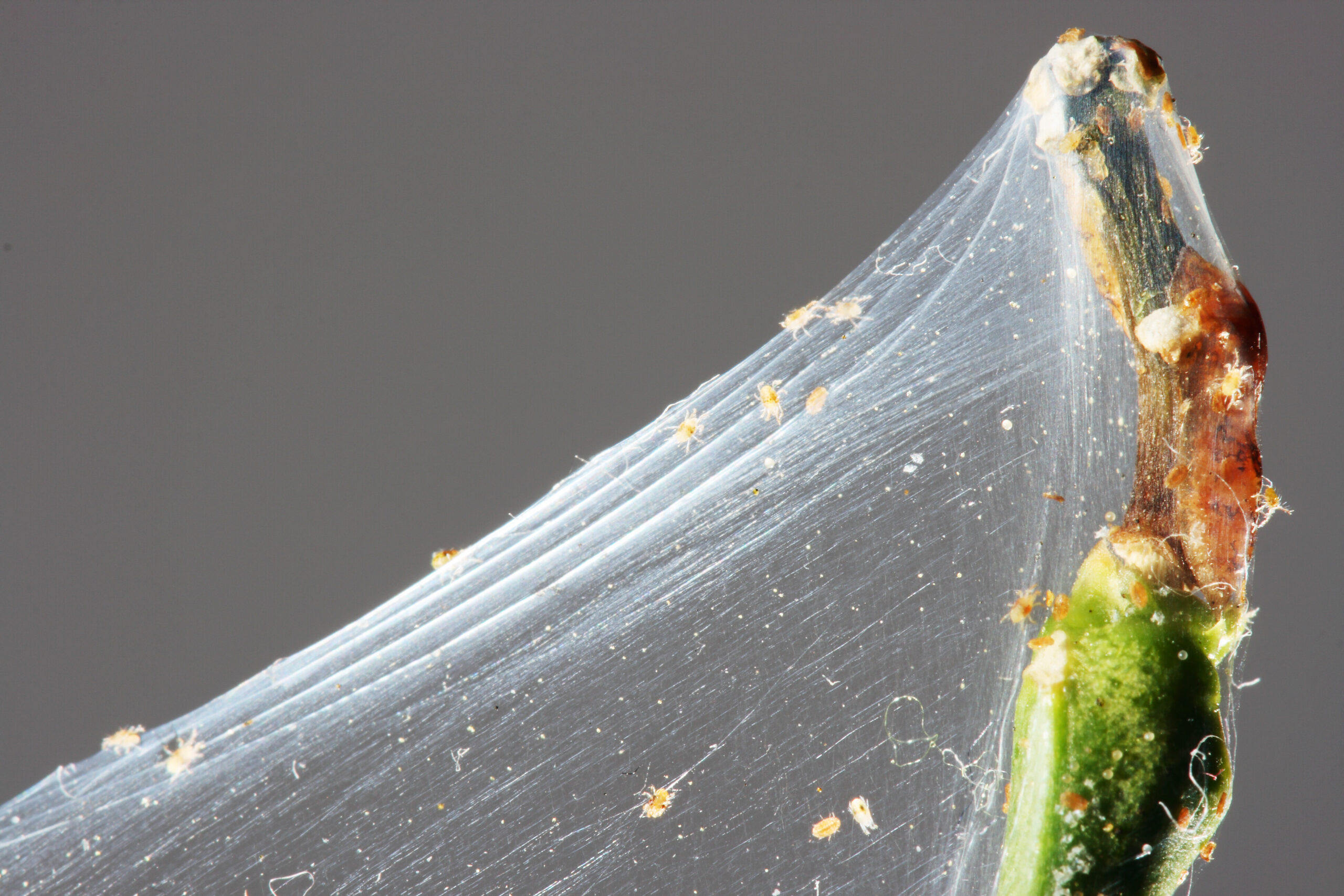 Treating Trees for Spider Mites